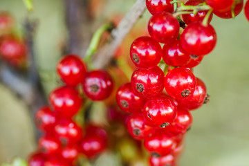 Mature fruits of red currant on bush branches