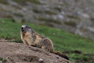 Marmotta