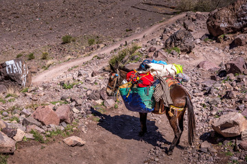 Close up view of one horse carrying bags, looking back at the valley, Atlas mountain, Morocco.