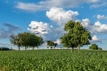 Obraz premium Agrarlandschaft und Wolkenhimmel