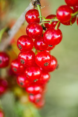 Mature fruits of red currant on bush branches