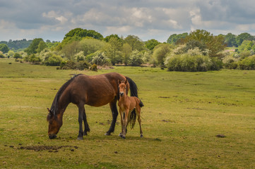 New Forest Pony And Foal, Hampshire, England