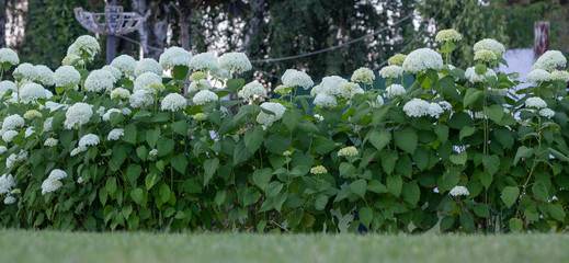 Fototapeta na wymiar White hydrangea blooming in the evening summer garden