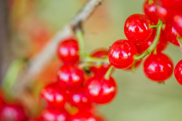 Mature fruits of red currant on bush branches