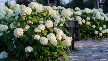 White hydrangea blooming in the evening summer garden