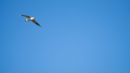 Bird in a sunny sky and clean clouds
