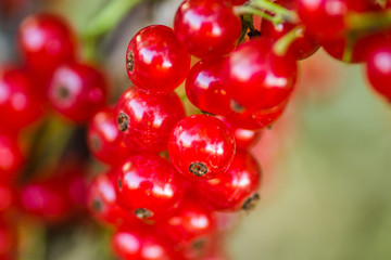 Mature fruits of red currant on bush branches