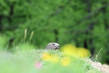 Marmotta