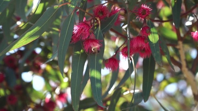 Red flowering eucalyptus gum tree with honey Bee collecting pollen. Australian native plant.