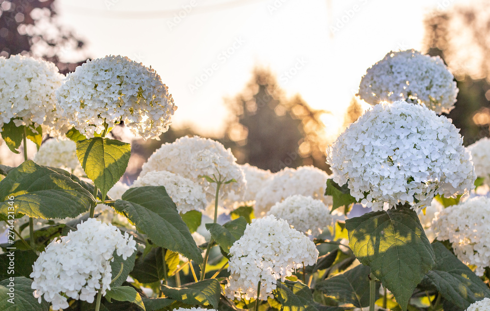 Wall mural White hydrangea blooming in the evening summer garden