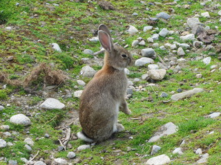 Standing Rabbit at Langedrag in Norway