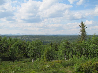 Forest and Mountains Landscape in Norway