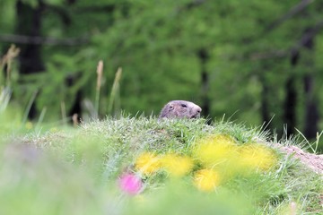 Marmotta