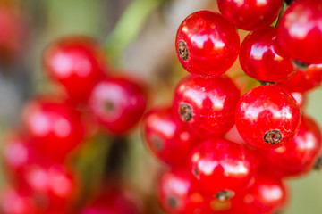 Mature fruits of red currant on bush branches