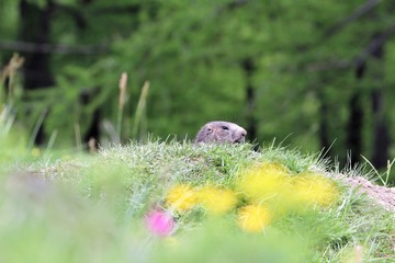 Marmotta