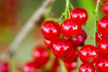 Mature fruits of red currant on bush branches