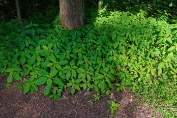 Scene of a tree roots covered by green plants