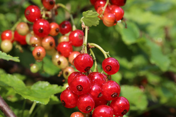 Rote Johannisbeeren am Strauch