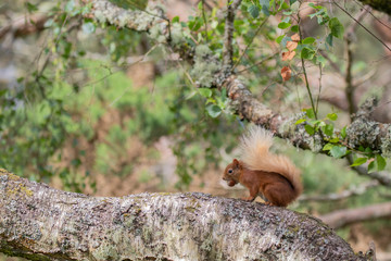 Red Squirrel, Sciurus vulgaris, background character portrait amongst grass, rocks and birch branch on a sunny day within Scotland during June.