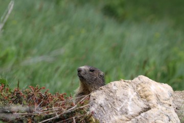 Marmotta