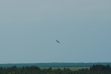 Obraz premium Black kite in the sky, bird of prey