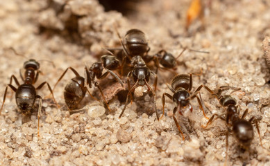 the macrophoto of an ant on sand