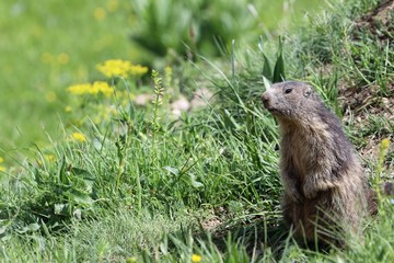 Marmotta