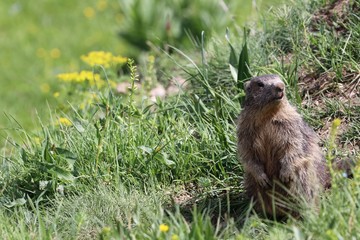 Marmotta