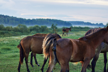 A herd of horses grazing on the meadow nearby the forest, one of them is pooping, closeup. Agriculture manure and natural fertilization concept