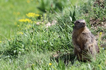 Marmotta