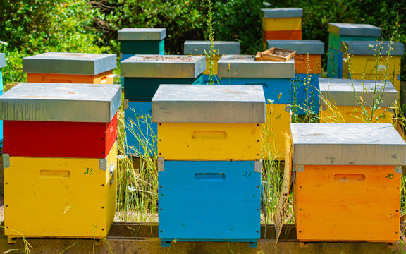 Hives in an apiary with bees flying to the landing boards. Apiculture