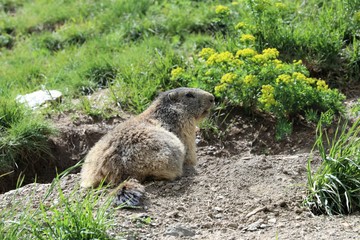 Marmotta