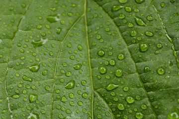 water drops on green leaf