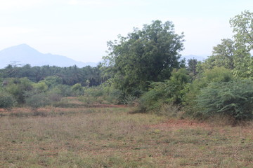 Obraz premium Forest 