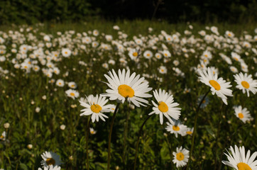 daisies meadow by the forest, nature wallpaper