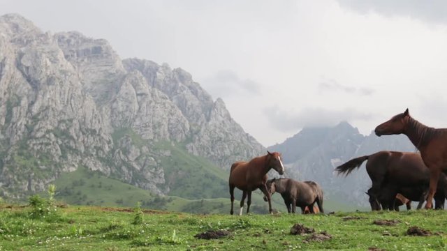 cavalos nas montanhas