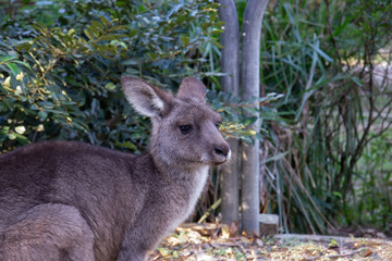 Beautiful baby kangaroo
