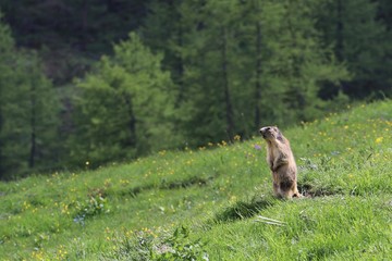 Marmotta