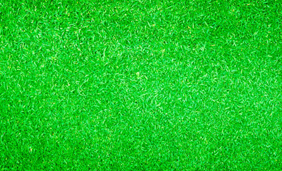 Fototapeta premium Green grass background