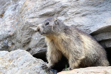 Marmotta