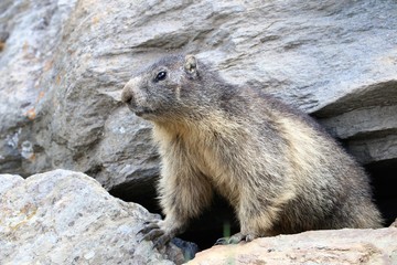 Marmotta