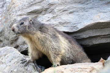 Marmotta