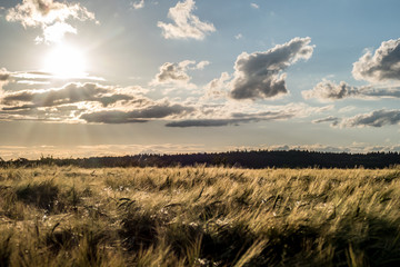 Wolkenhimmel über dem Getreidefeld