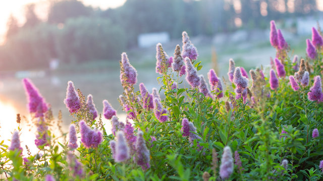 Billards Spirea Blooming flowers in the morning park on the lake