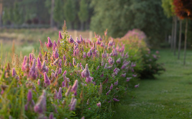Obraz premium Billards Spirea Blooming flowers in the morning park on the lake