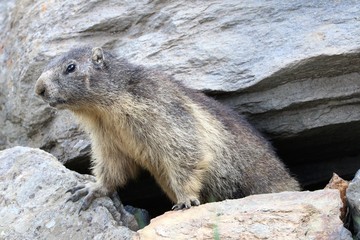 Marmotta