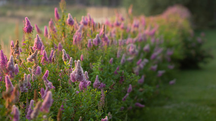 Billards Spirea Blooming flowers in the morning park on the lake