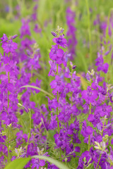 Fototapeta premium Solid floral field delphinium background with purple flowers