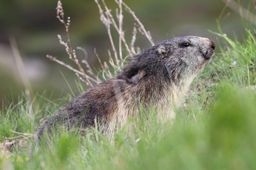 Marmotta