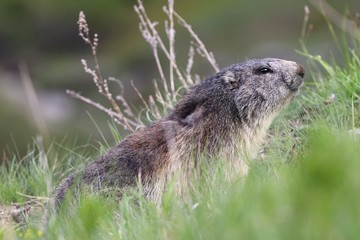 Marmotta